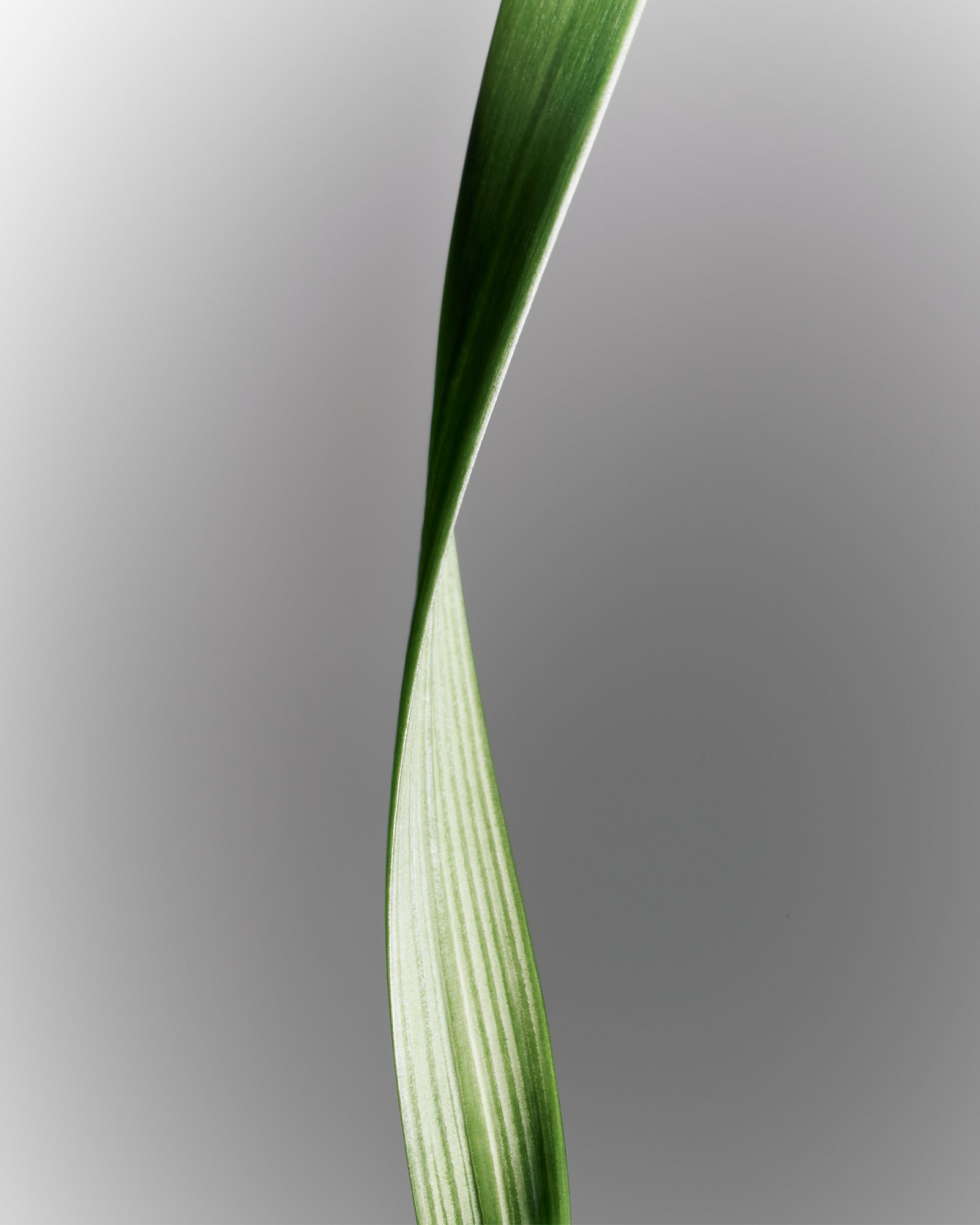 VETIVER