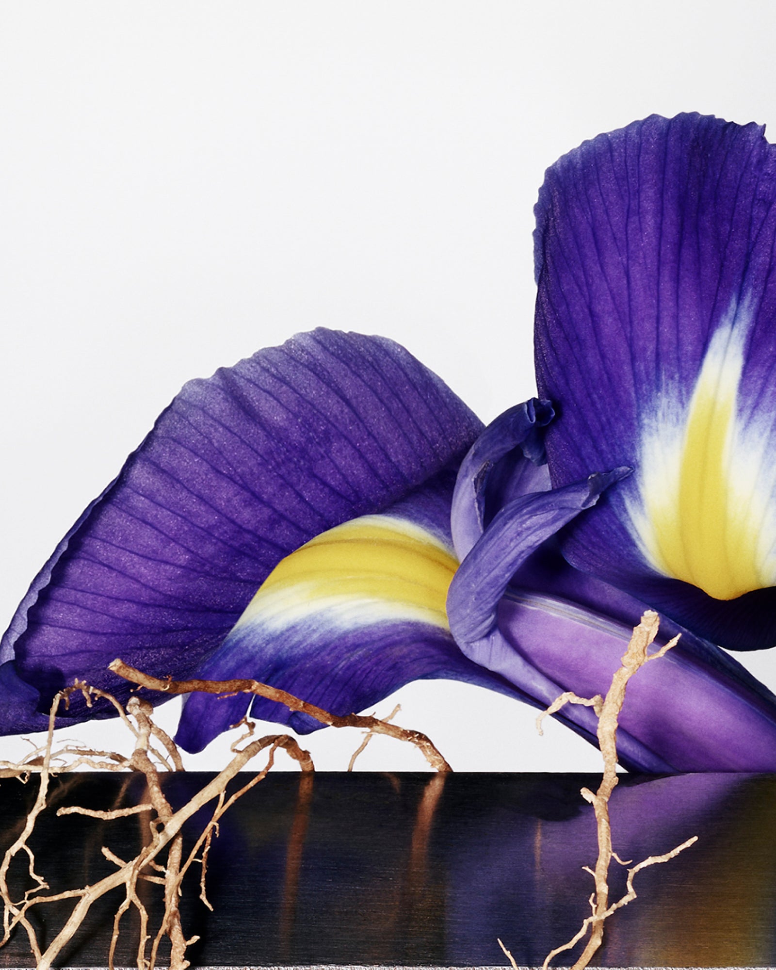 IRIS 