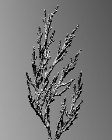 Silver Juniper ScentTrek