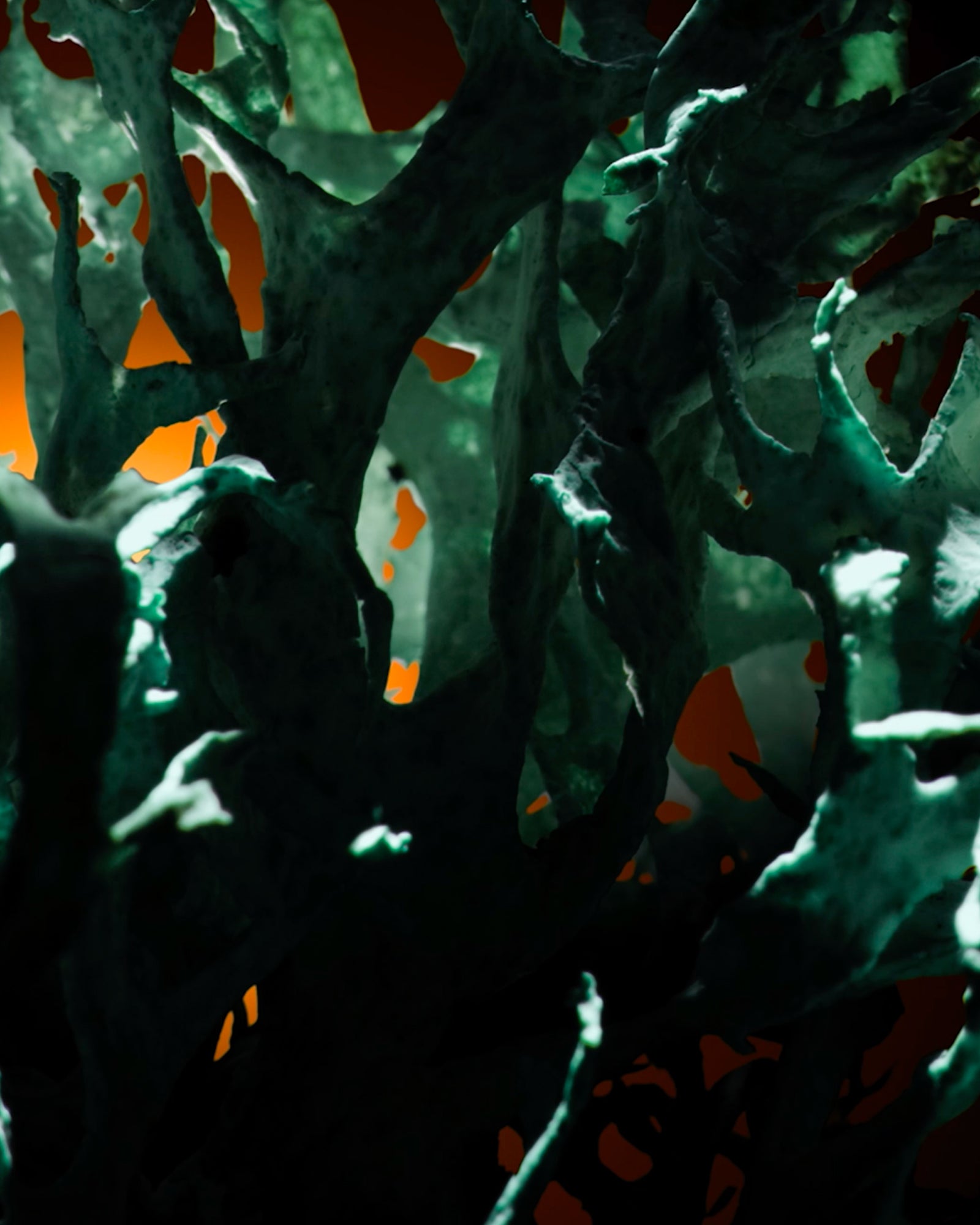 OAKMOSS ABSOLUTE​​