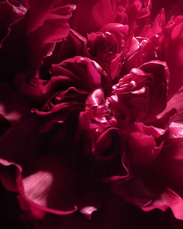 LIVING RED PEONY™ ACCORD