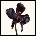 Black Orchid Reserve Parfum, 50.0 ml, Alt