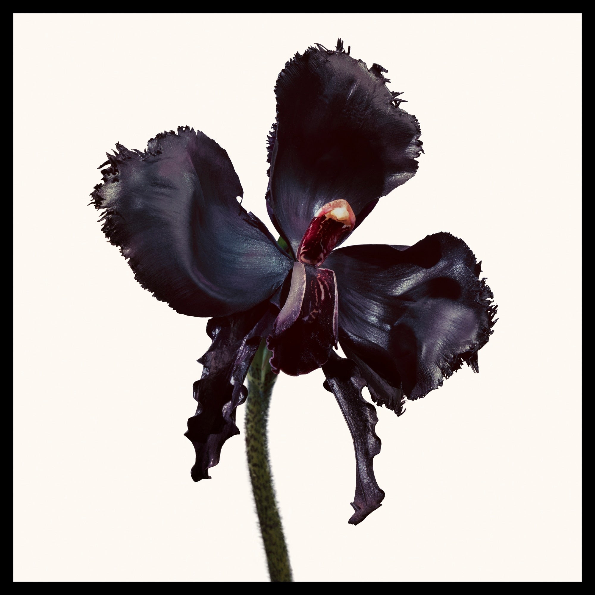 Black Orchid Reserve Parfum, 48.0 ml, Alt