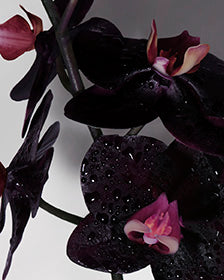 BLACK ORCHID