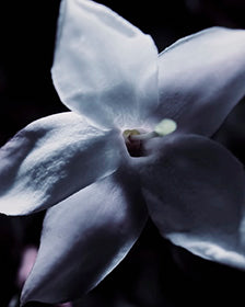 JASMINE FLOWER