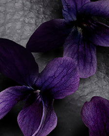 VIOLET FLOWER