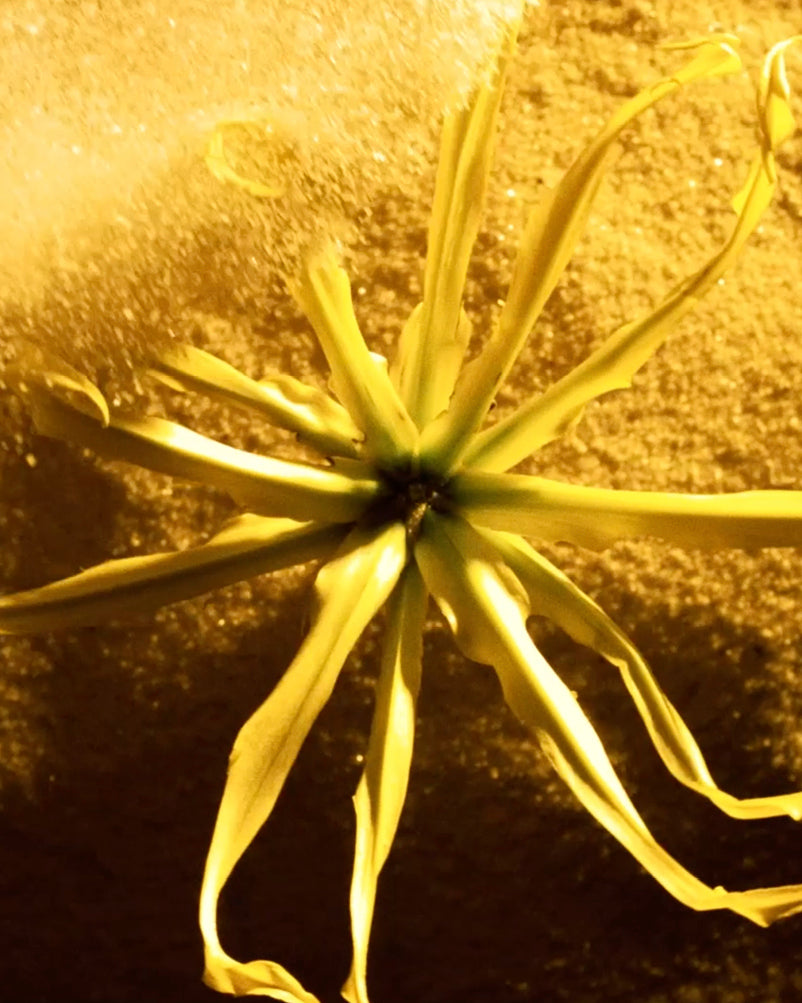 YLANG YLANG COMORES ISLANDS